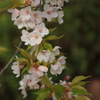 なごりの葉桜