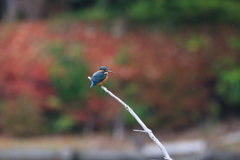 公園のカワちゃん10
