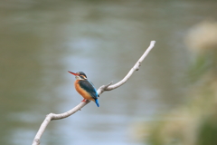 公園のカワちゃん40