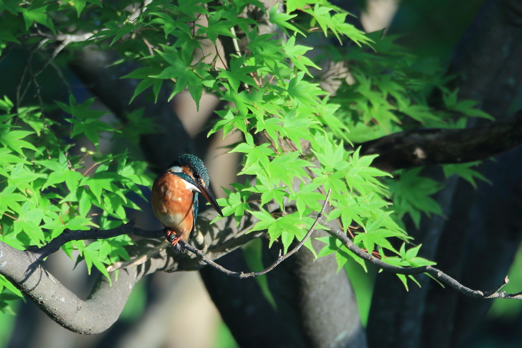 公園のカワちゃん3