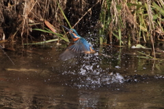 カワちゃん 水浴び3