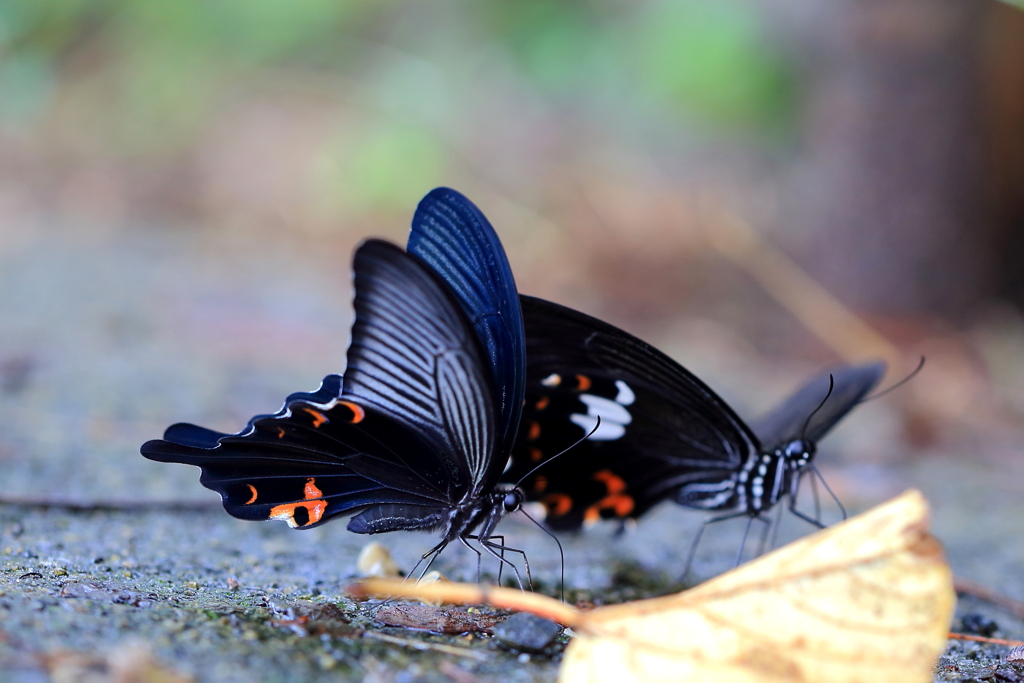 アゲハの水分補給