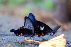 アゲハの水分補給