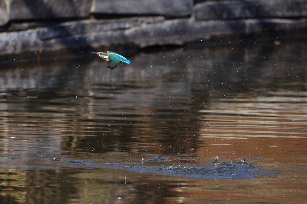 カワセミ　初飛び1