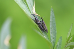 変な虫3 変な虫3