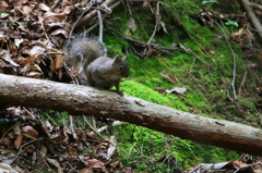森のリス