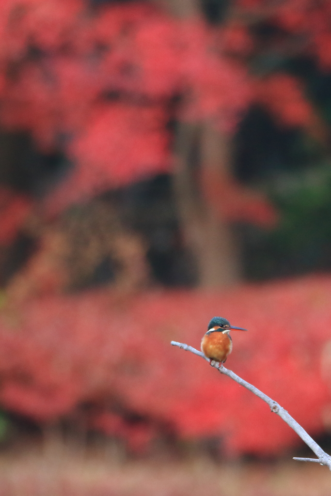 公園のカワちゃん17
