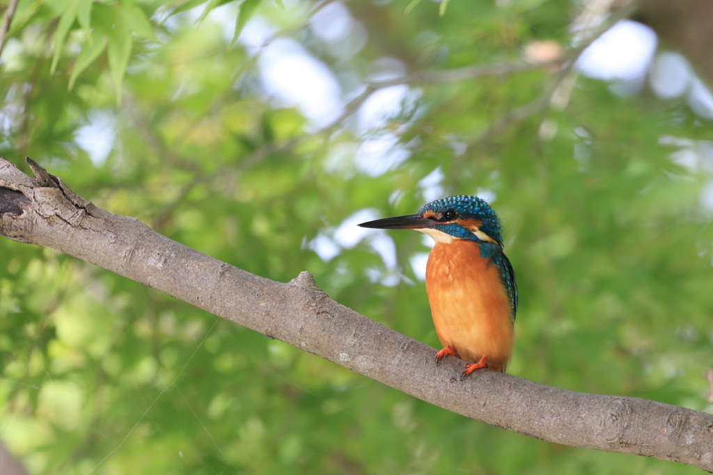 公園のカワちゃん