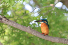 公園のカワちゃん