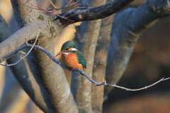 公園のカワちゃん37