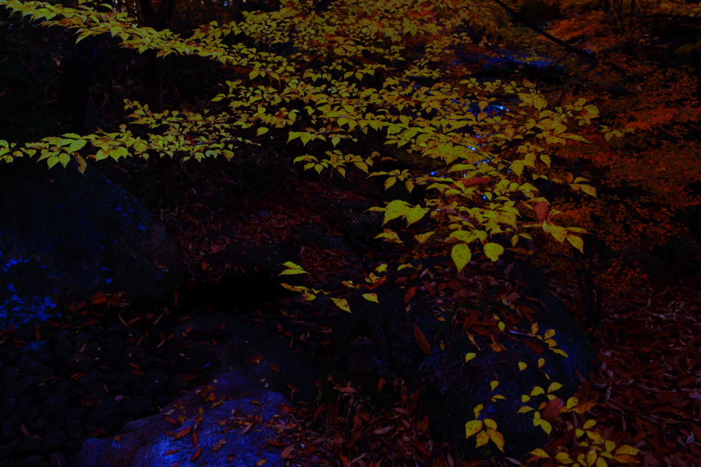 谷間の紅葉