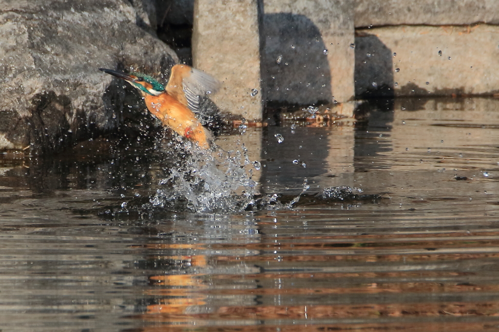 池のカワちゃん 水浴び2