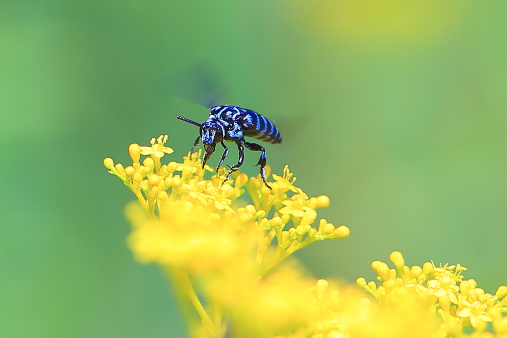 Blue bee