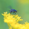 Blue bee