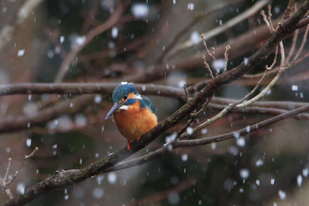 カワちゃん　雪の日も