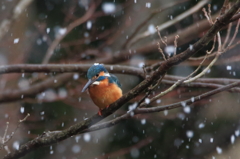 カワちゃん　雪の日も