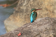 公園のカワちゃん23