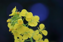 菜の花