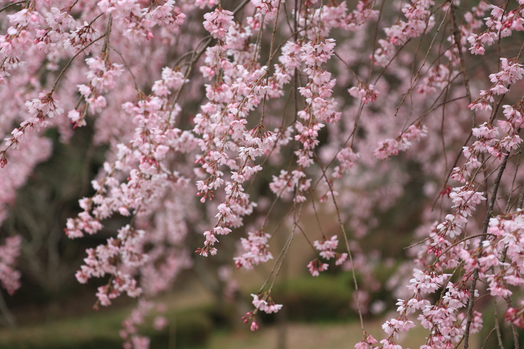 しだれ桜