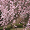 しだれ桜
