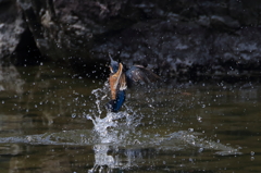 カワちゃん　水浴び7