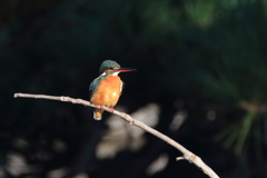 公園のカワちゃん13