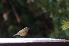 ルリビタキ22