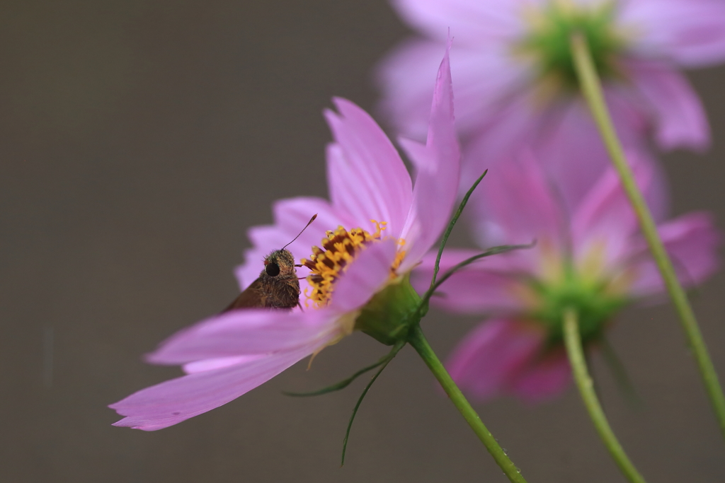 コスモスセセリン