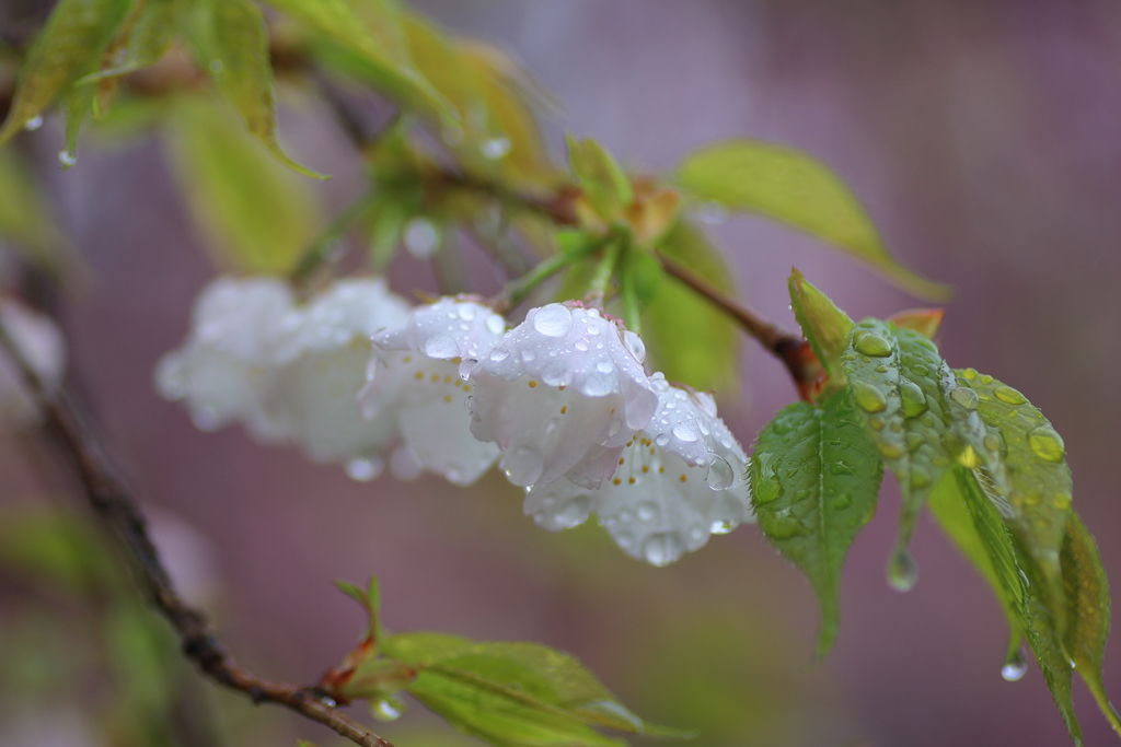 白い桜1