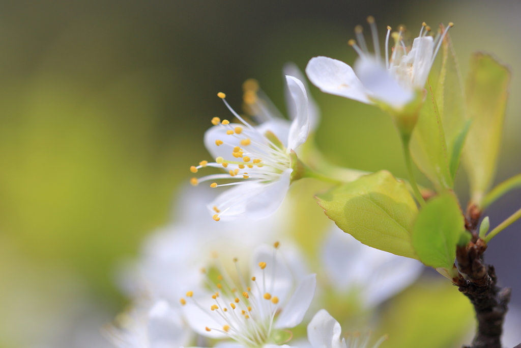白い桜