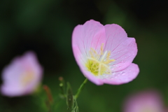 花3