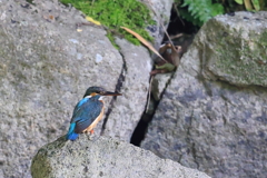 カワちゃん水浴び2