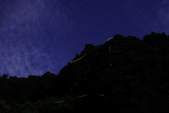 星空ホタル
