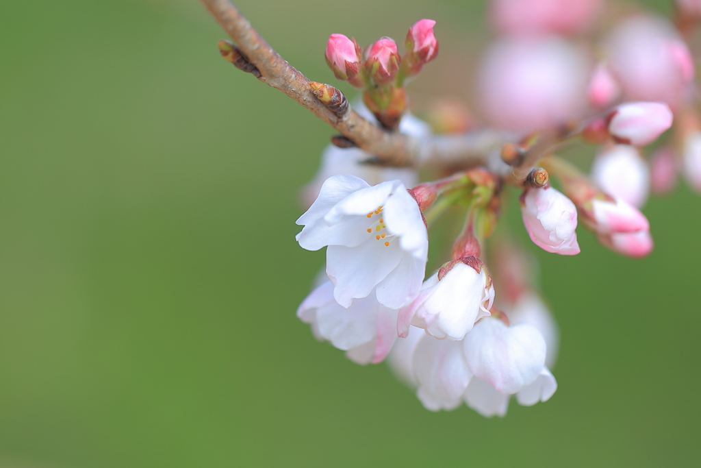 彼岸桜1