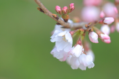 彼岸桜1