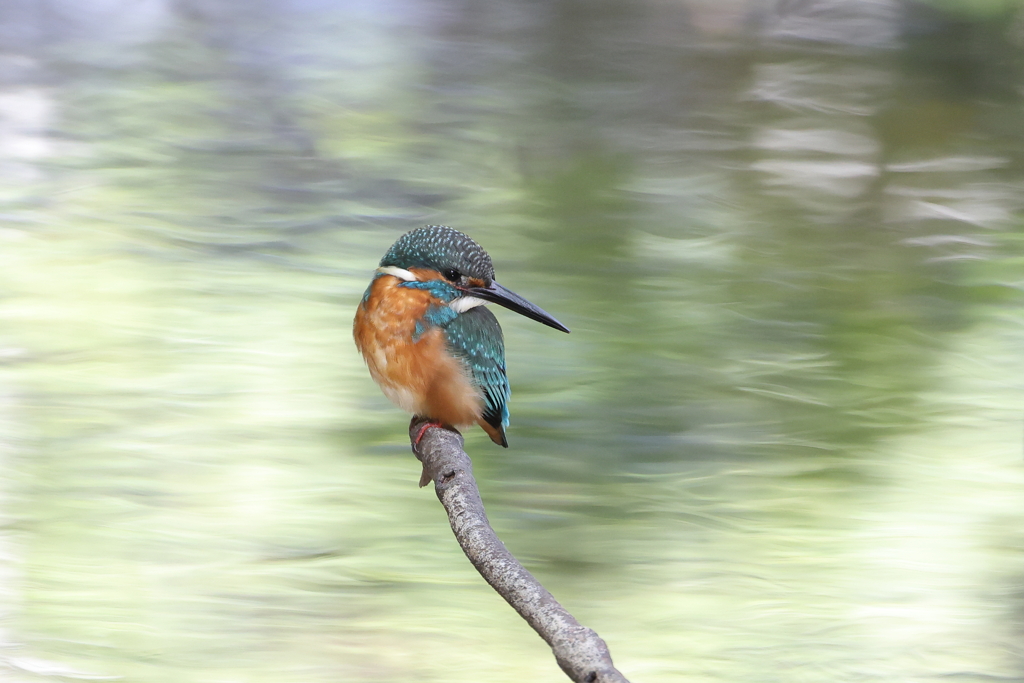 公園のカワちゃん