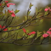 花水木