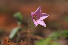 山野草7