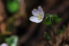 山野草6