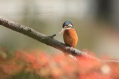 公園のカワちゃん18
