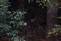 ただのシカです