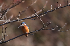 カワセミ　試写5