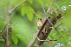 キビタキ幼鳥