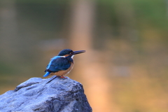 公園のカワちゃん4