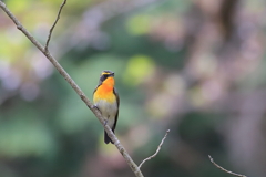 キビタキ1