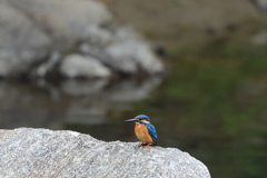 渓流のカワちゃん