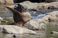 ありきたりの鳥　トビ