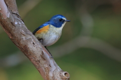 ルリビタキ26 ルリビタキ26