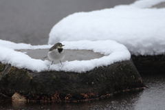雪が積もったが、、、その1