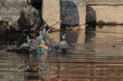 池のカワちゃん　水浴び1